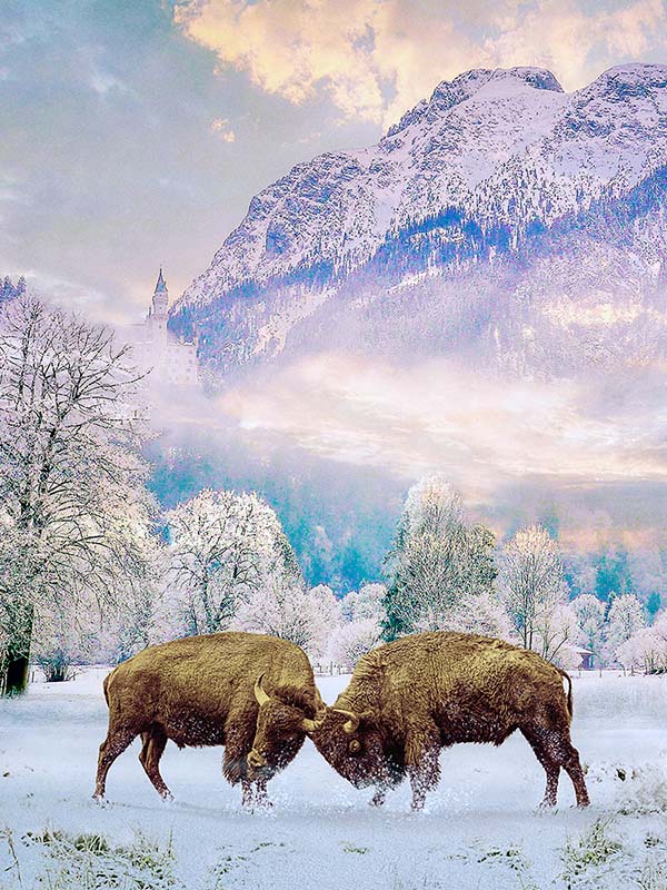 bisons-bisons-80pc.jpg Bison Fighting in Snow | Digital Art Metal Print