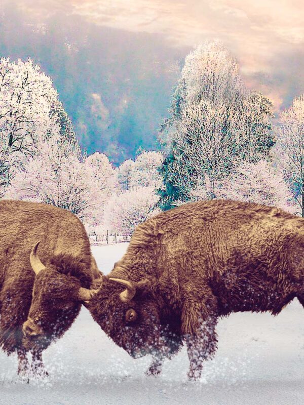 bisons-bisons-close-up.jpg Bison Fighting in Snow | Digital Art Metal Print