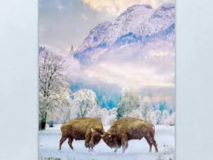work-59538674-metal-print-2.jpg Bison Fighting in Snow | Digital Art Metal Print